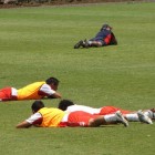 2011.03.25-abejaslavolpe