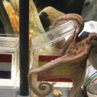 Pulpo Paul Pulpo Paul