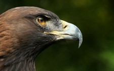 2011.11.07-aguileeee