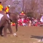 Paquidermos jugando futbol