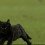Gato negro