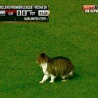 Gato