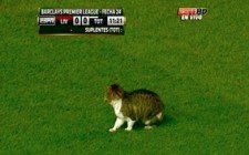 Gato