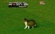 Gato