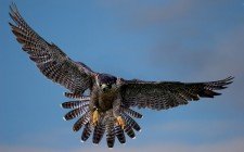 Halcon