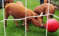 Cochinas quinielas