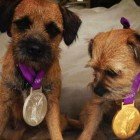 Las mascotas de Andy Murray
