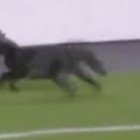 Un gato en la cancha