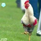 Gallinas del River Plate